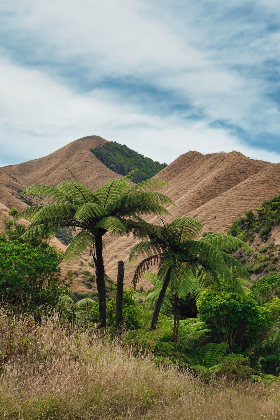 Mangatoa Road