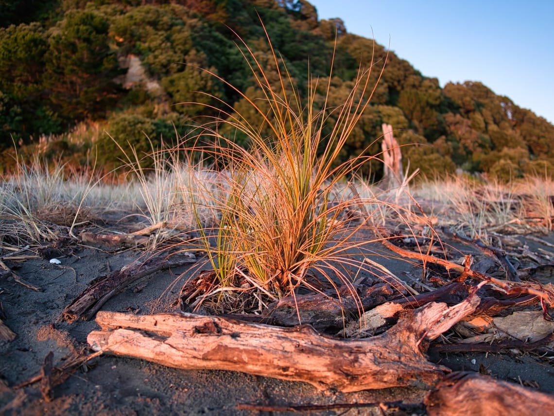 Coastal grass and driftwood