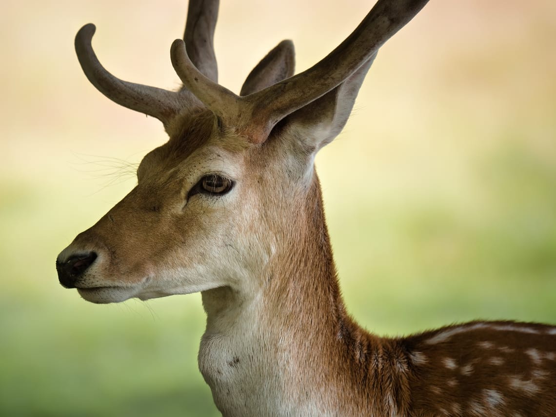 Fallow deer