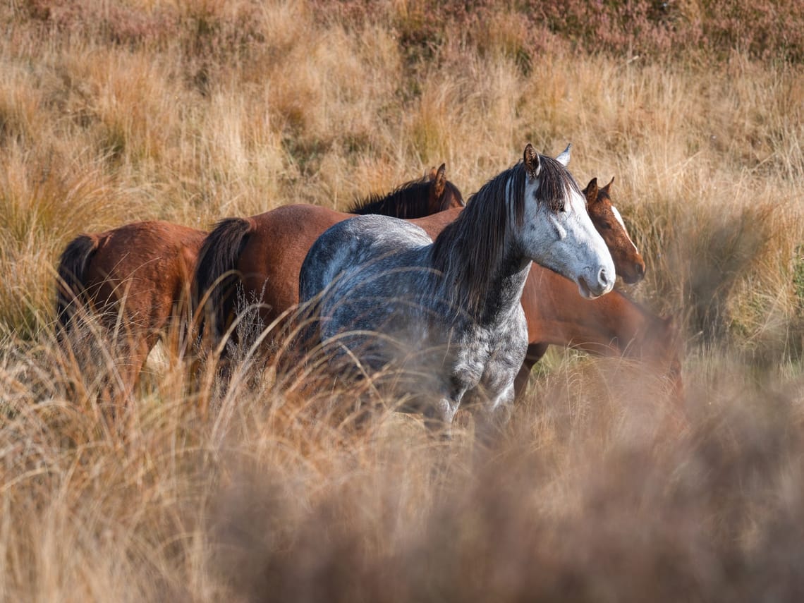 Kaimanawa Horses