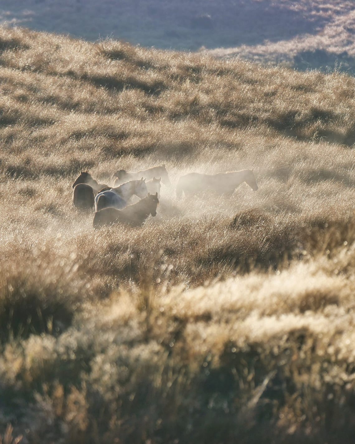 Horses in the Mist