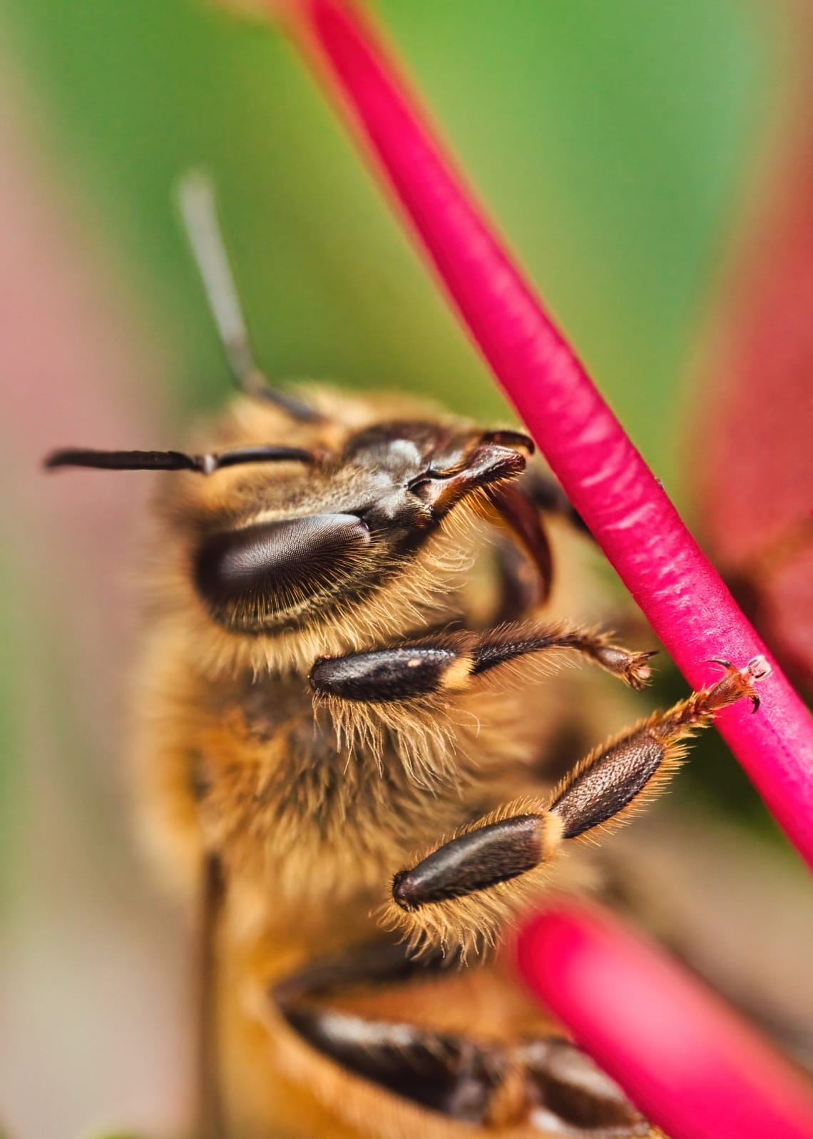 Honeybee and grevillea