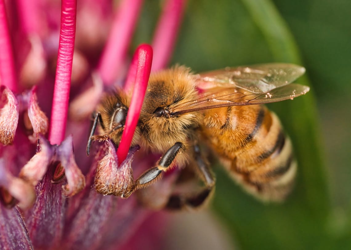 Honeybee and grevillea