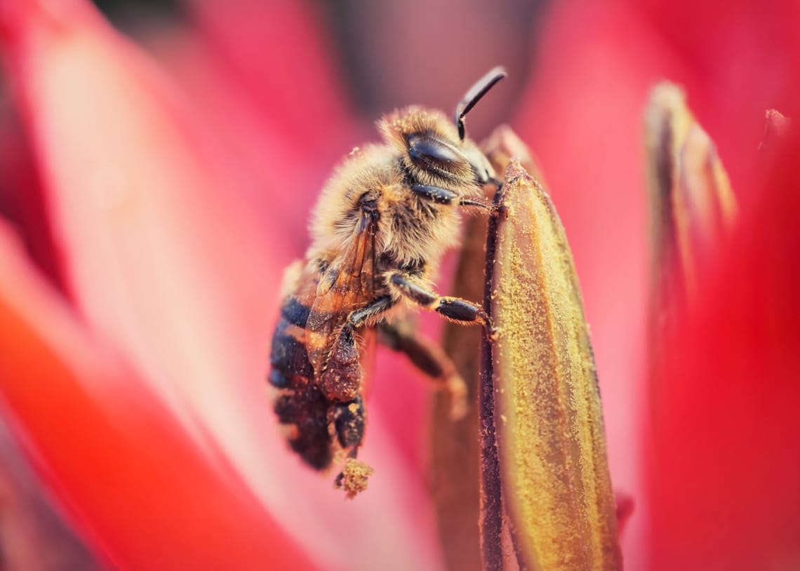 Honeybee covered in pollen