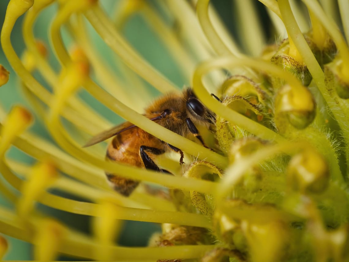 Honeybee and grevillea