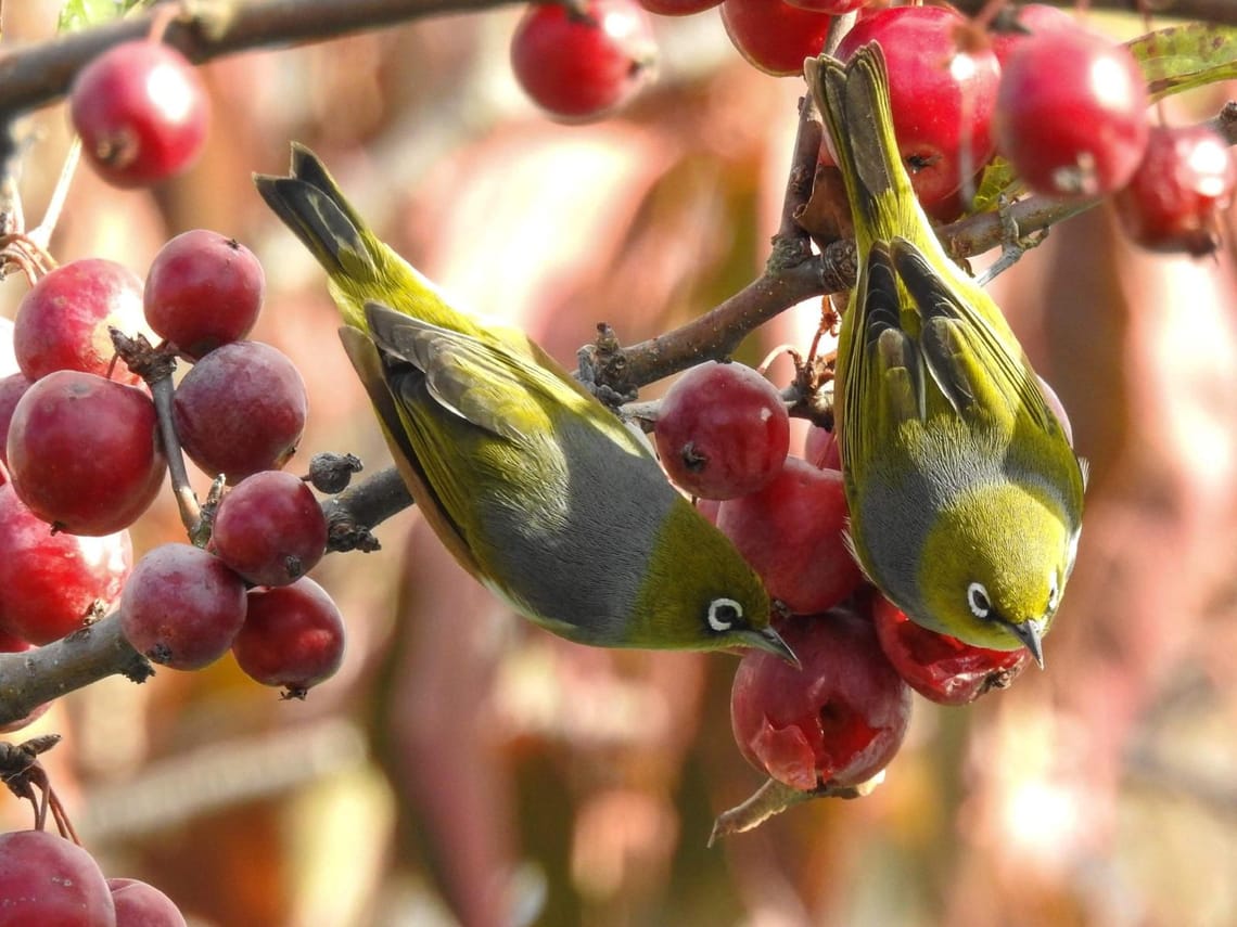 Crabapple thieves