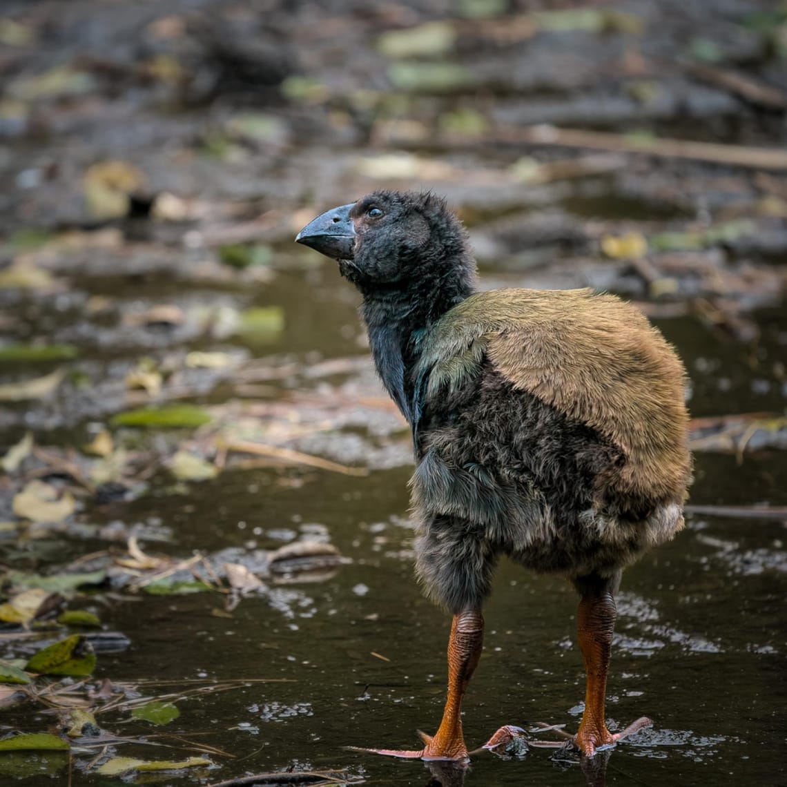 Dreaming big (takahē)