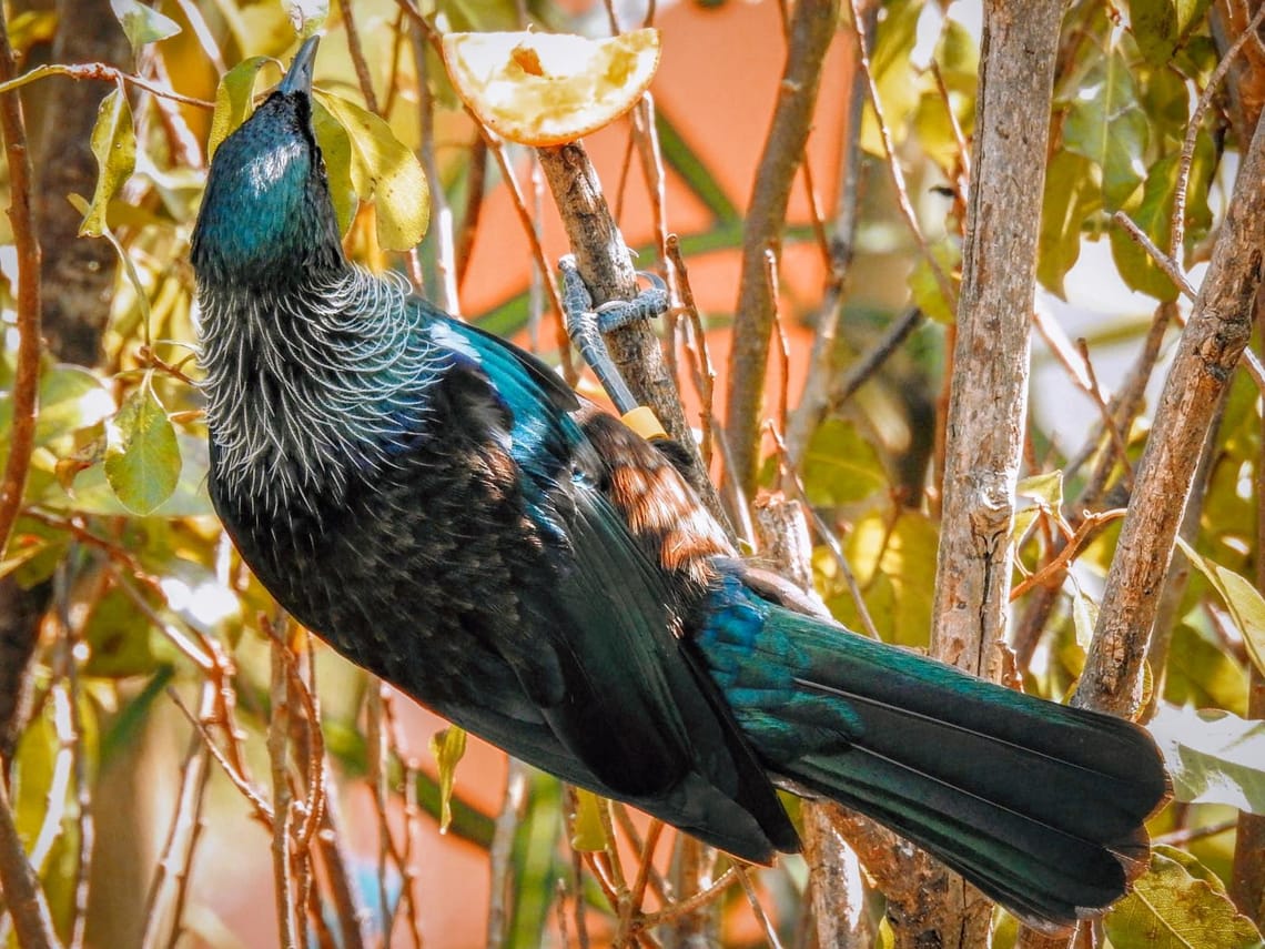 Tui