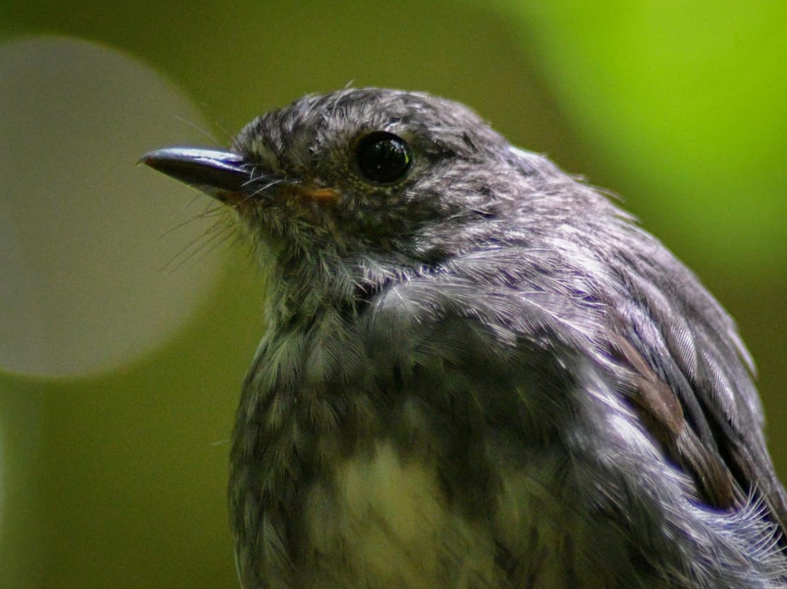 North Island Robin