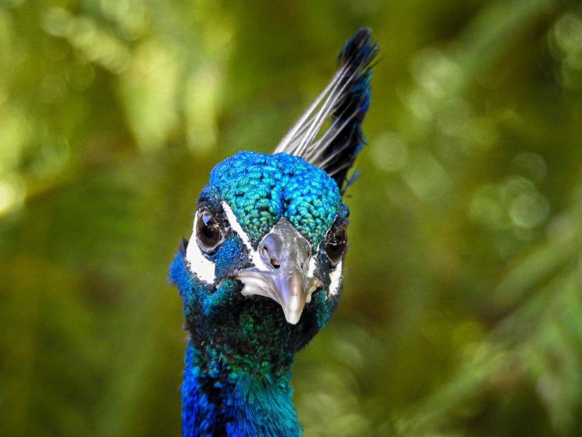 Portrait of a peacock