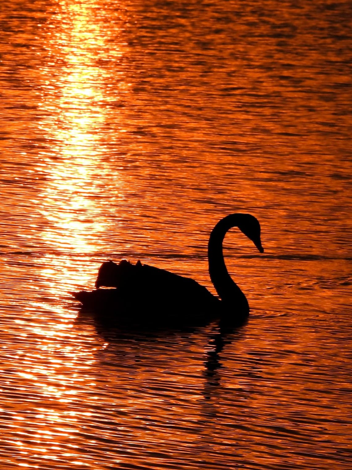 Sunset spotlight