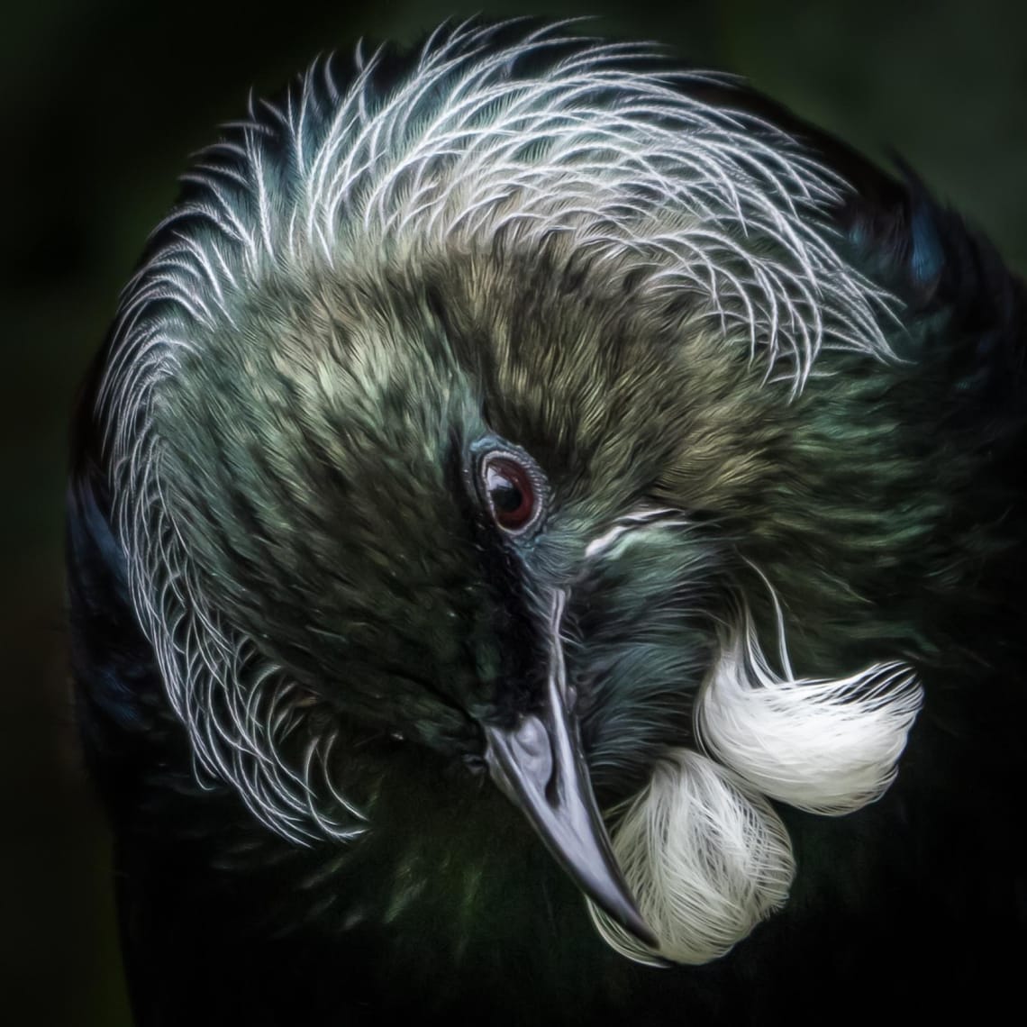 Portrait of a Tūī