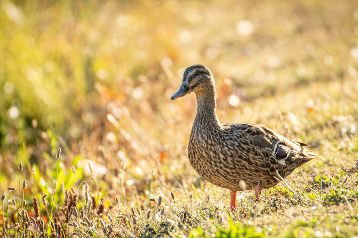 Just a duck