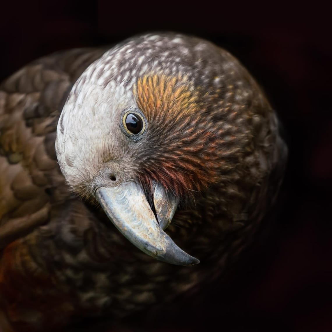 The Sweetheart (kākā)