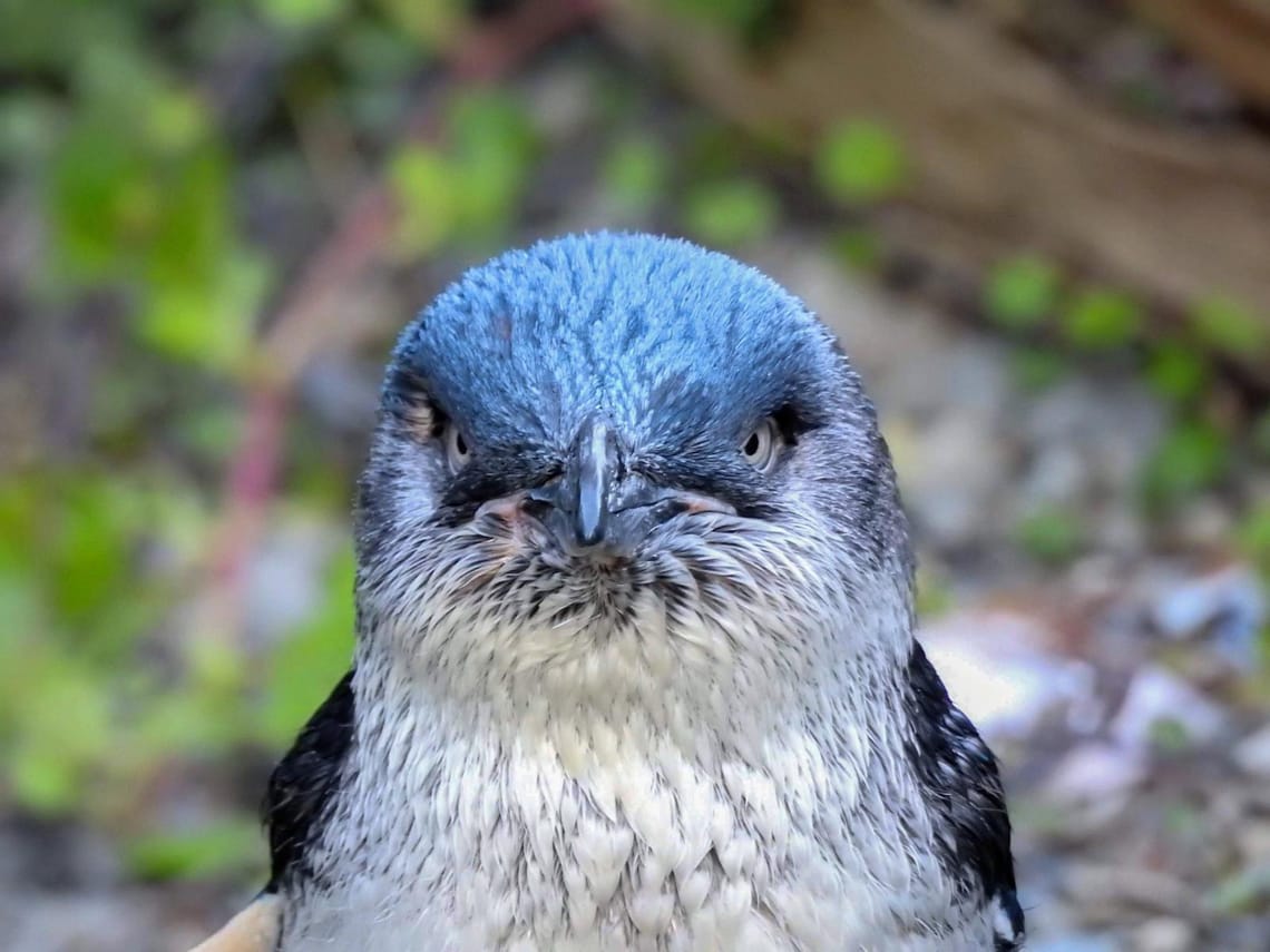 Little Blue Penguin