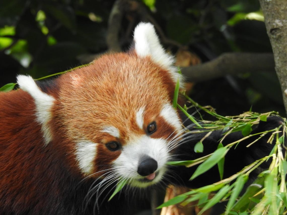 Red Panda