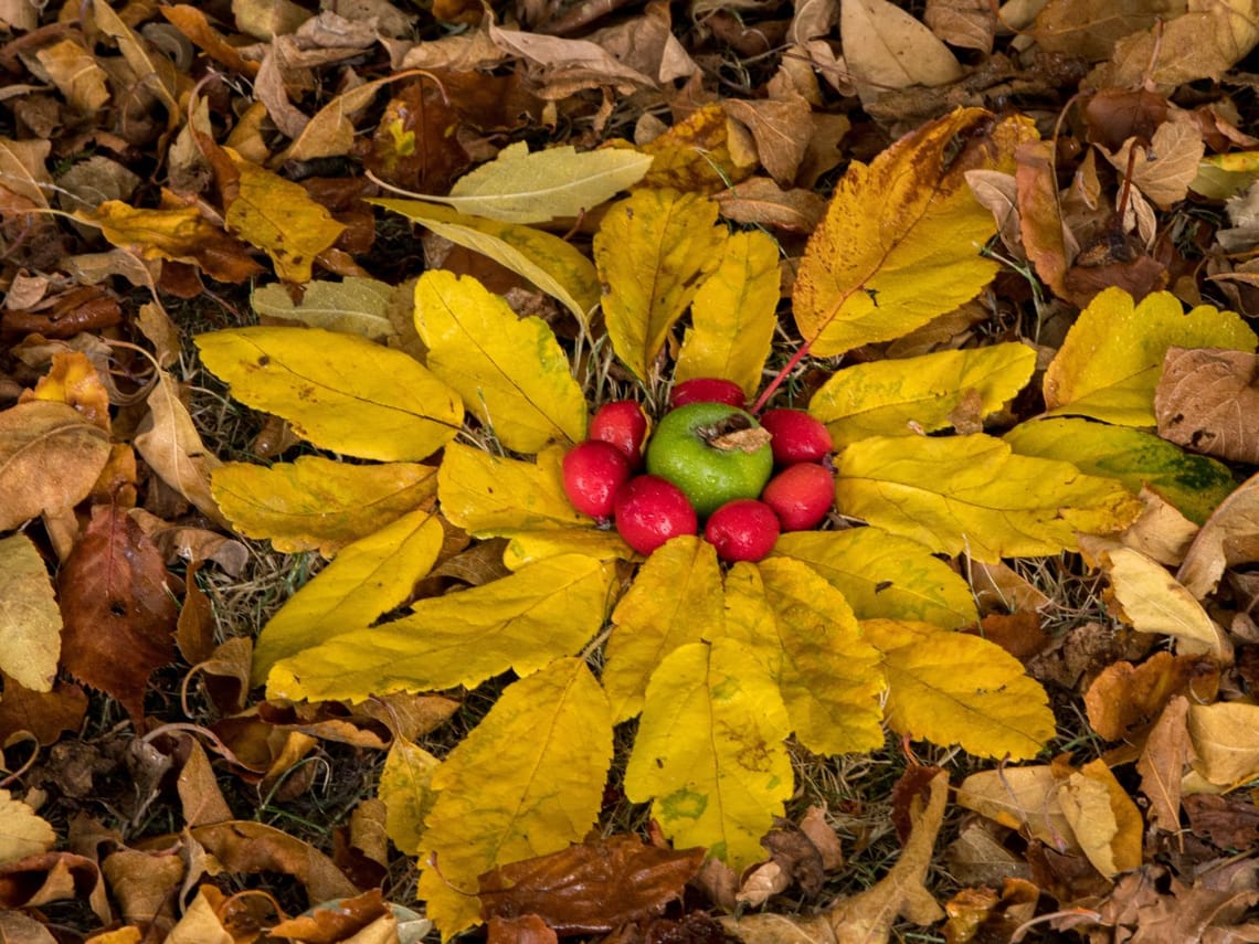 Playing with leaves