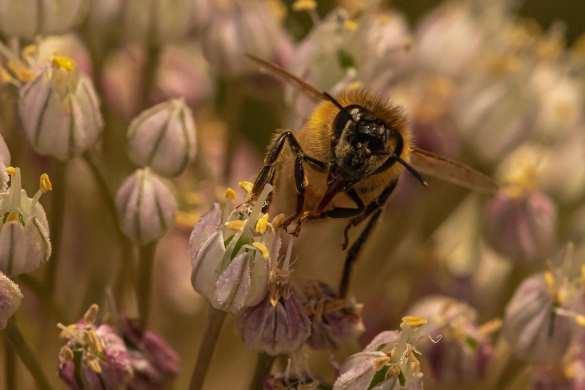 Garlic flavoured honey