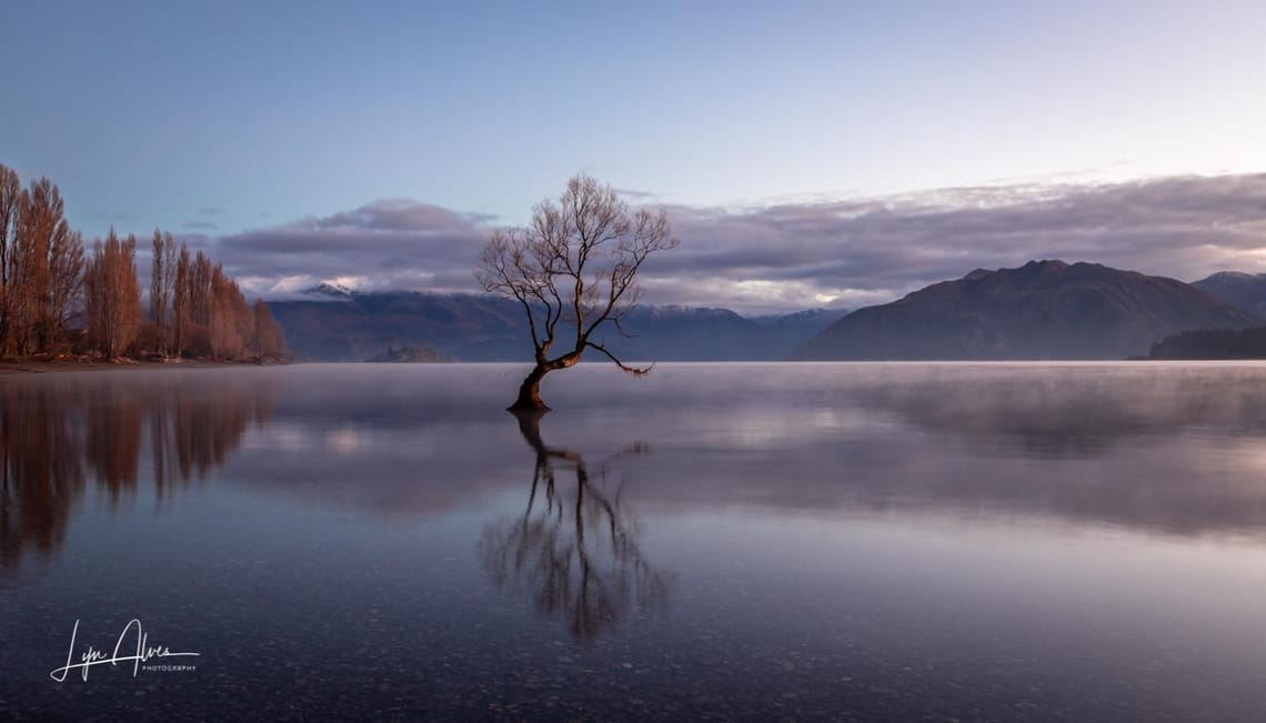 The Wanaka Tree