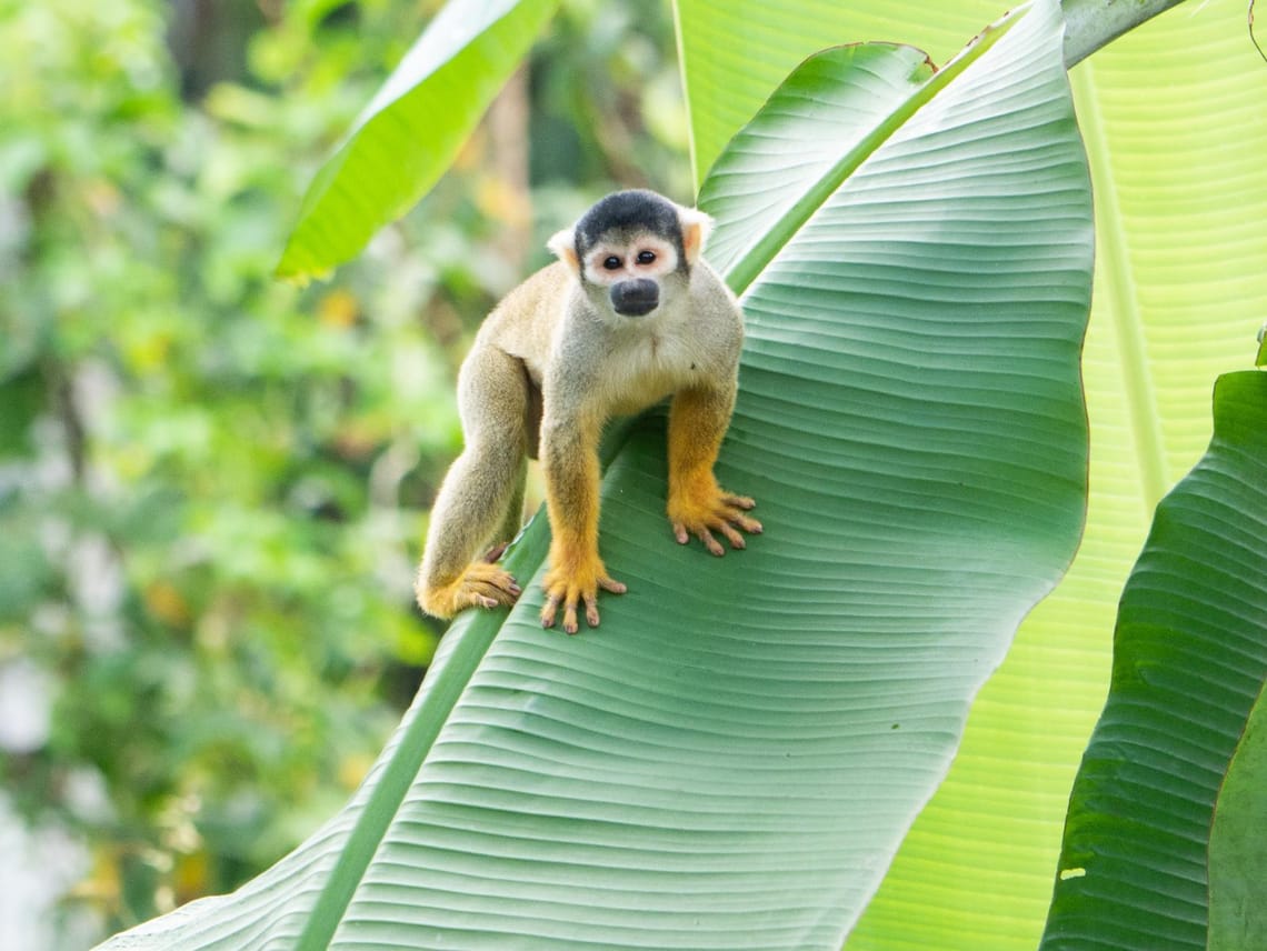 A Monkey and a Banana Tree