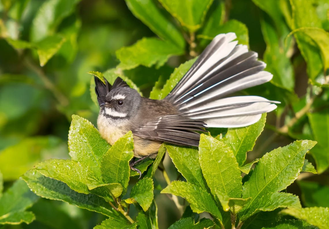 Pīwakawaka in Māhoe