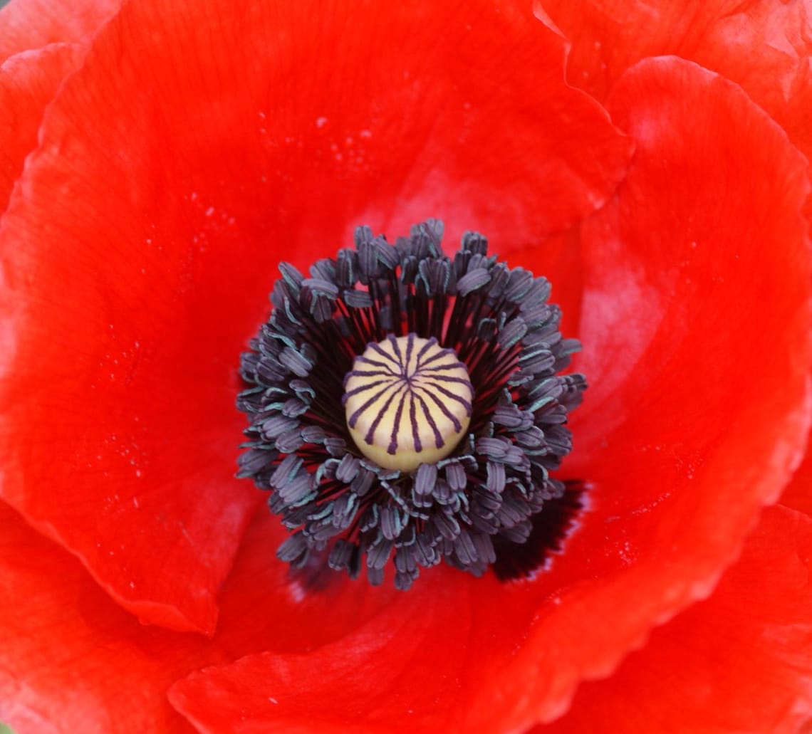 Poppy