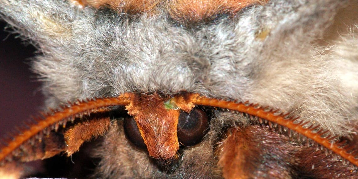 Emperor Gum Tree Moth