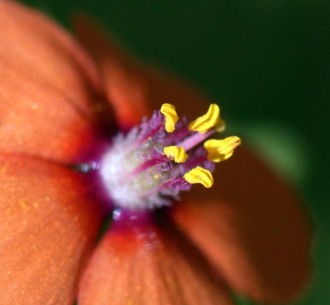 Tiny Flower