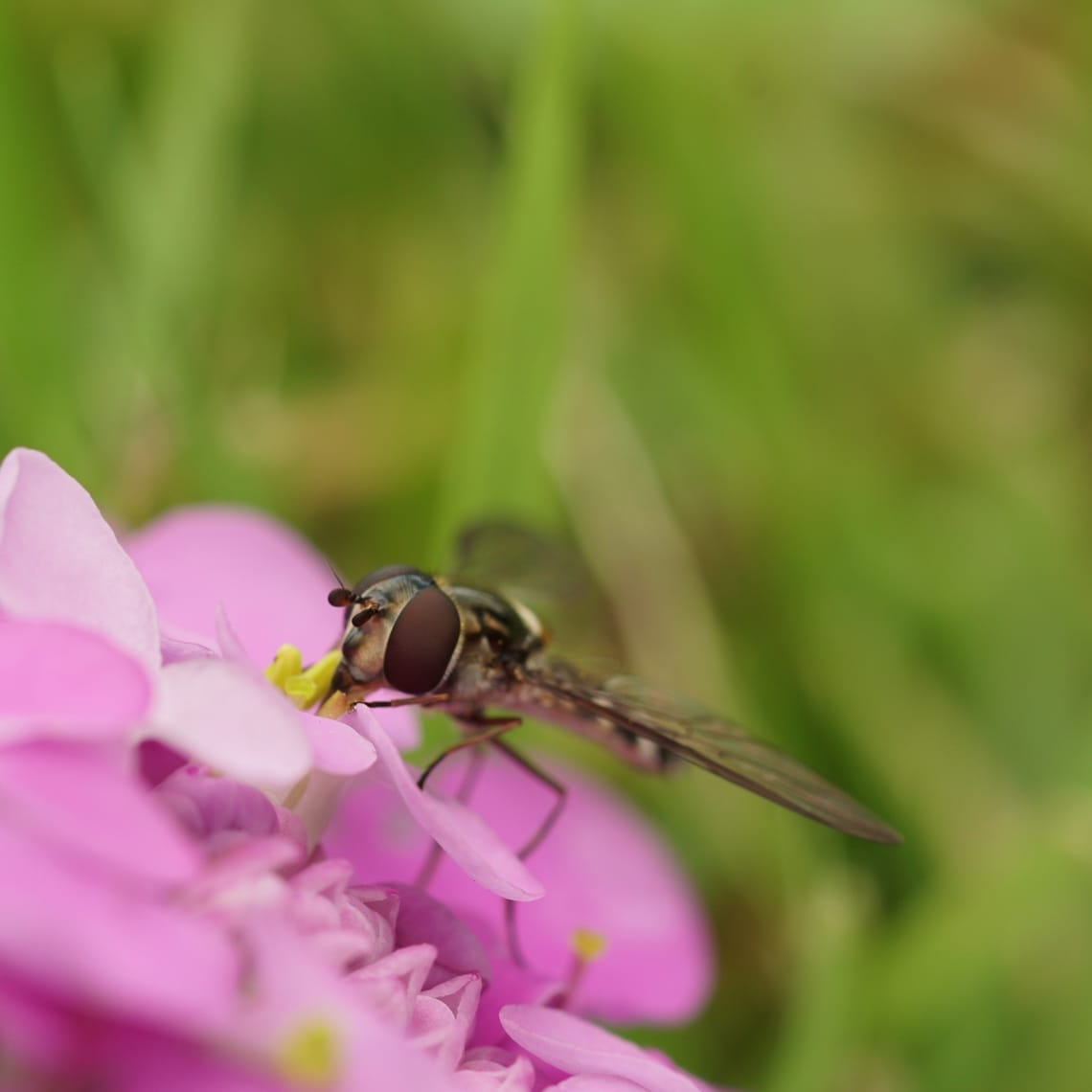 Hoverfly on a pink flower