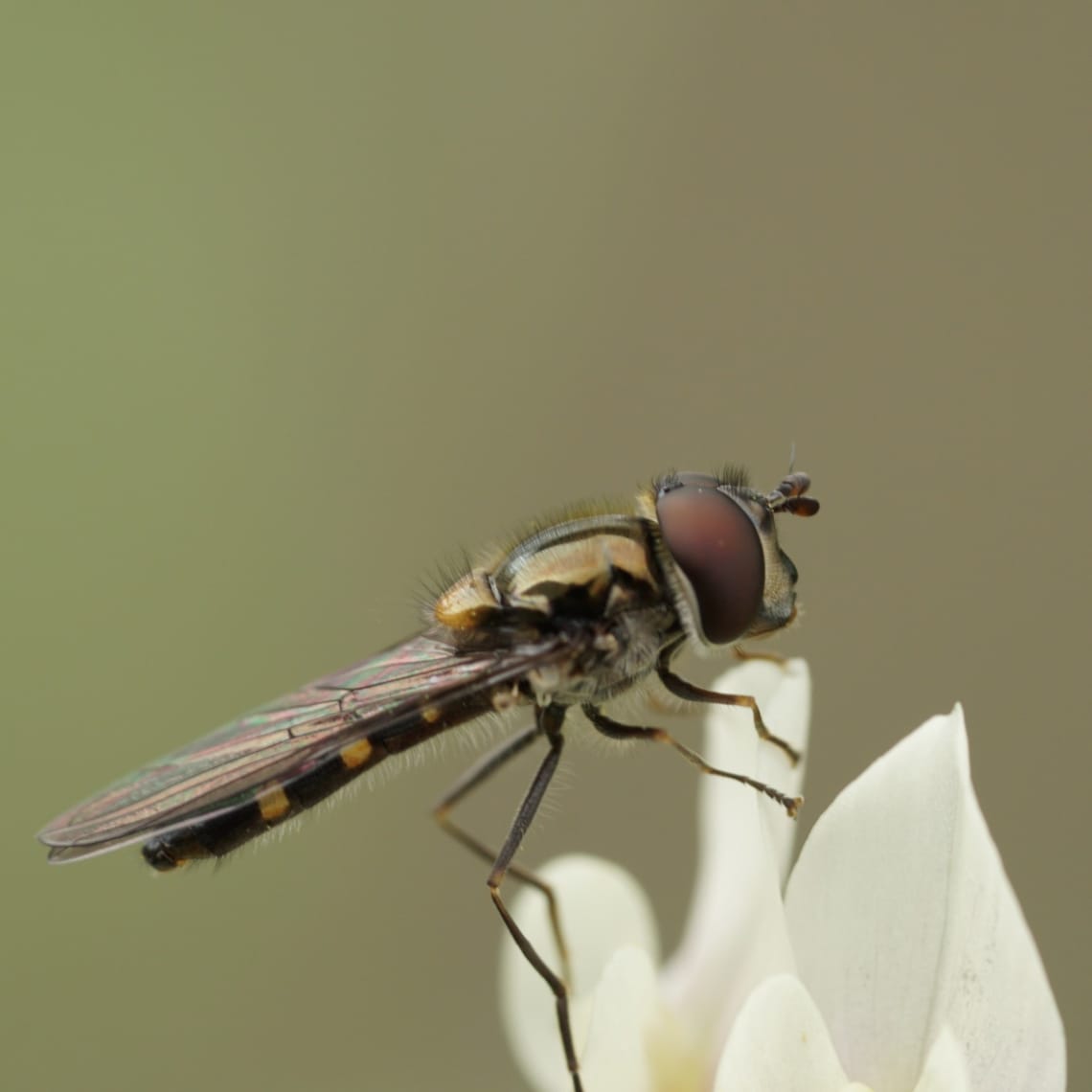 Hoverfly