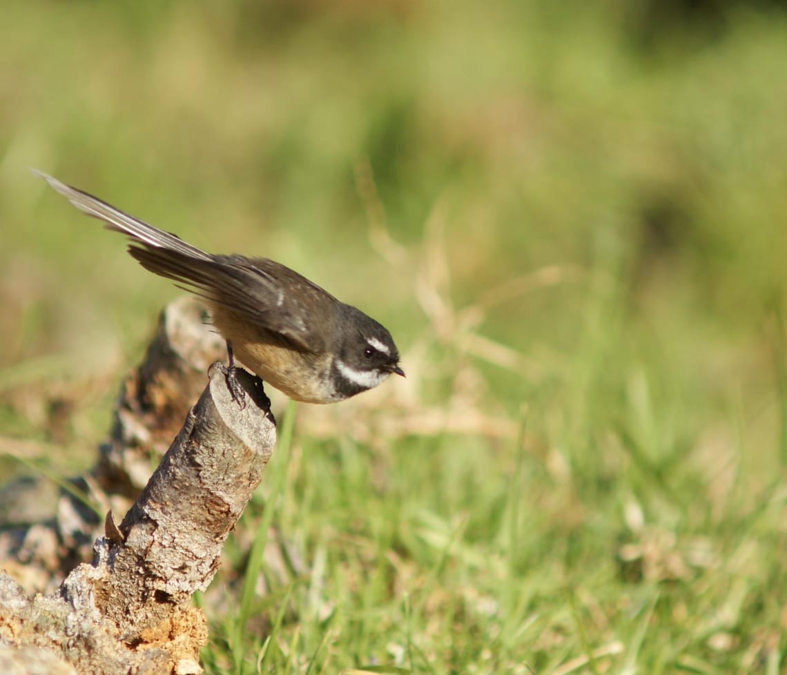 Fantail Ready for takeoff