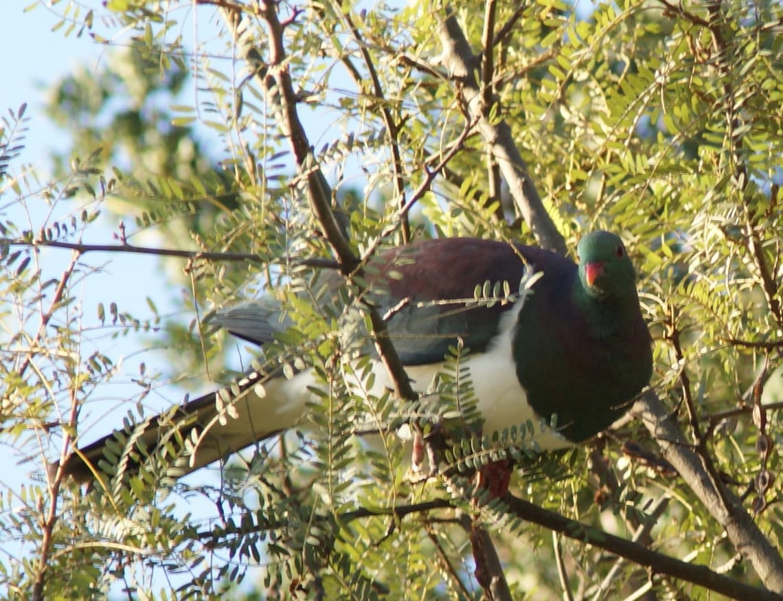 Wood Pigeon