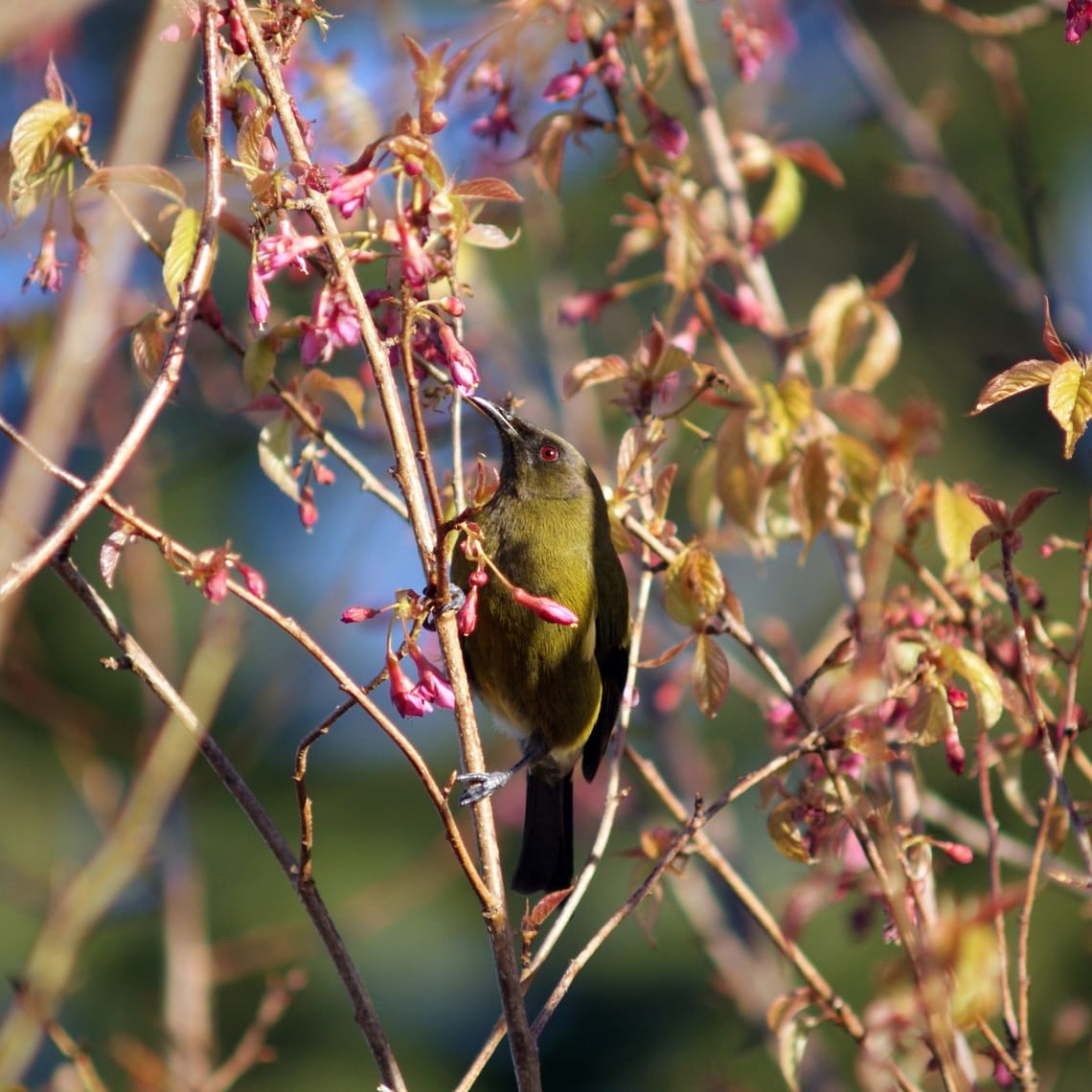 Bellbird