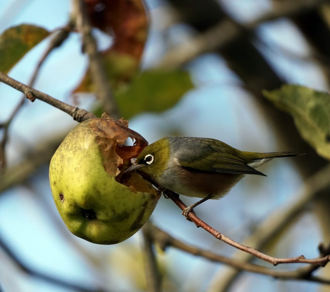 Waxeye