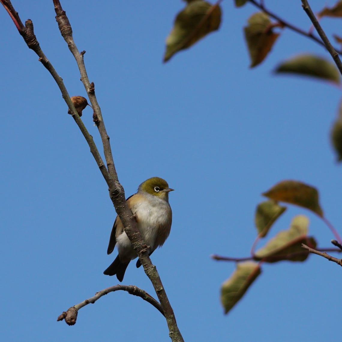 Waxeye in tree