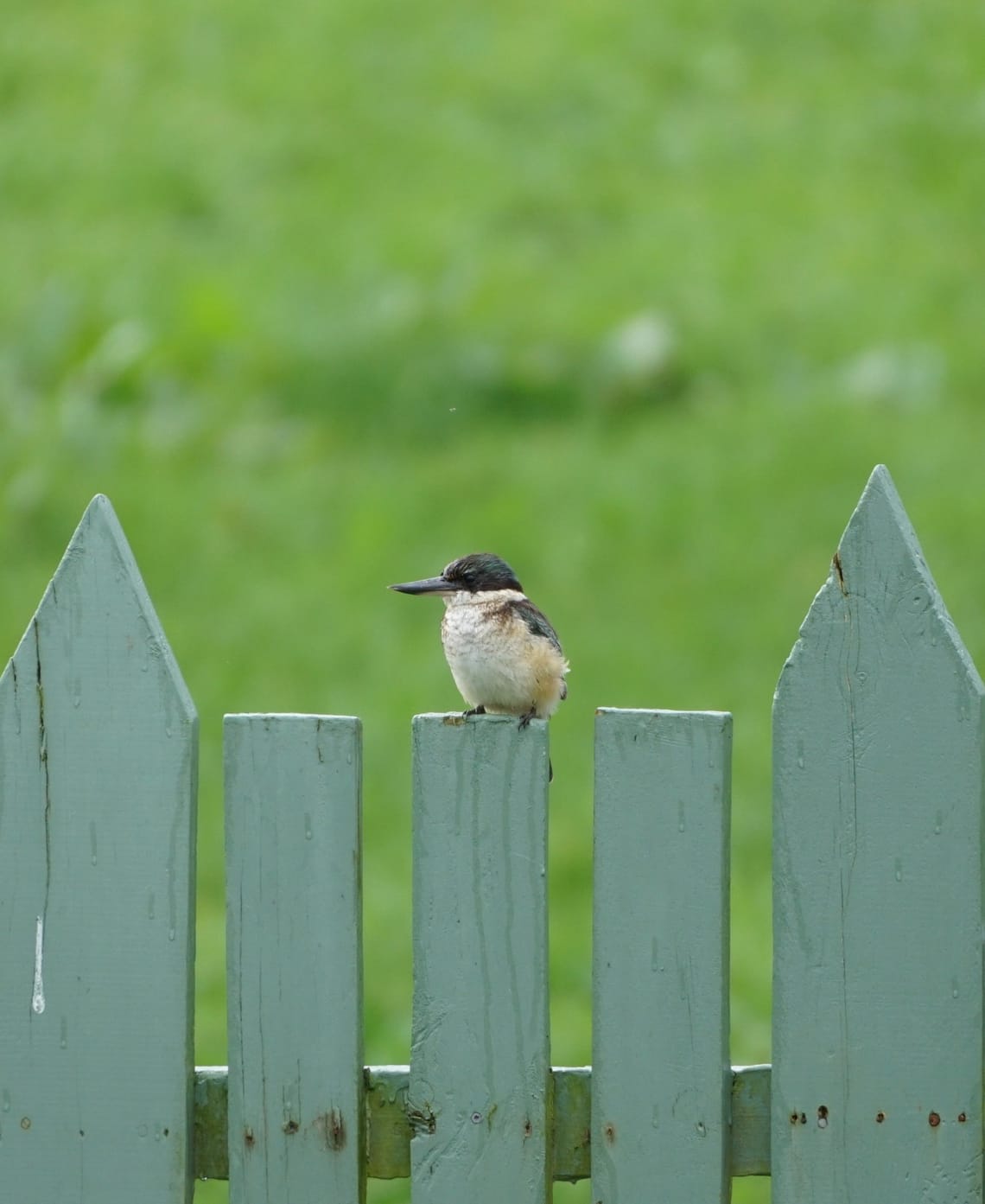 Kingfisher