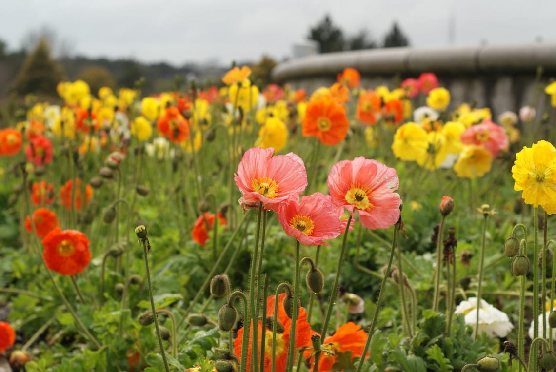 Poppies