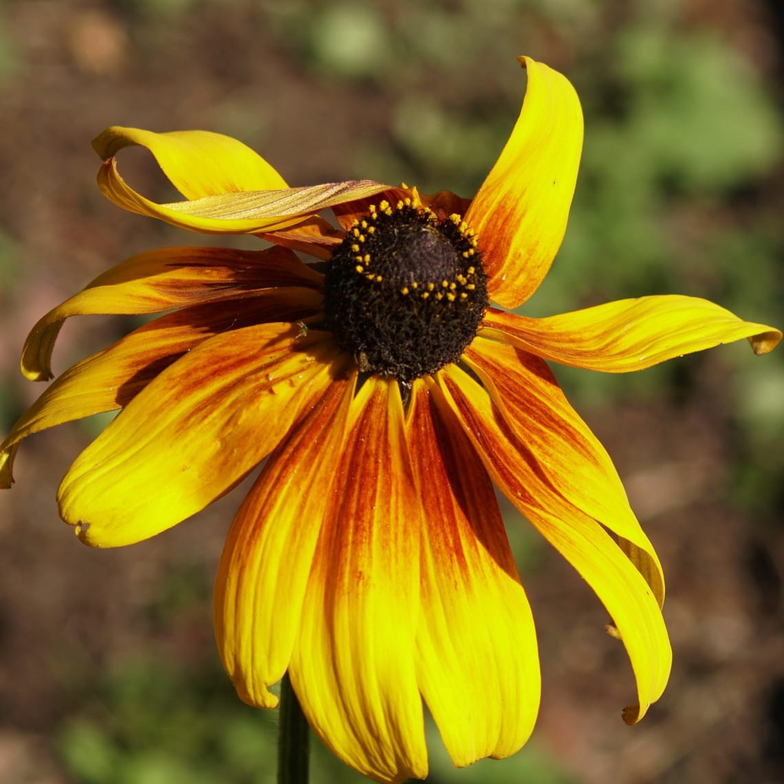 Yellow Flower