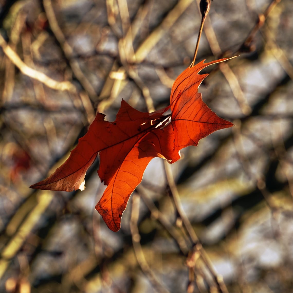 A Lone Leaf