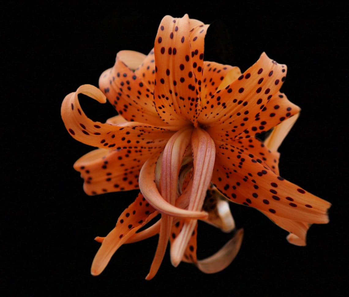 Orange Lily