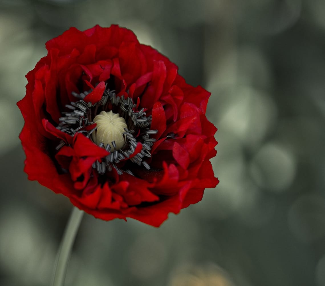 Oriental Poppy