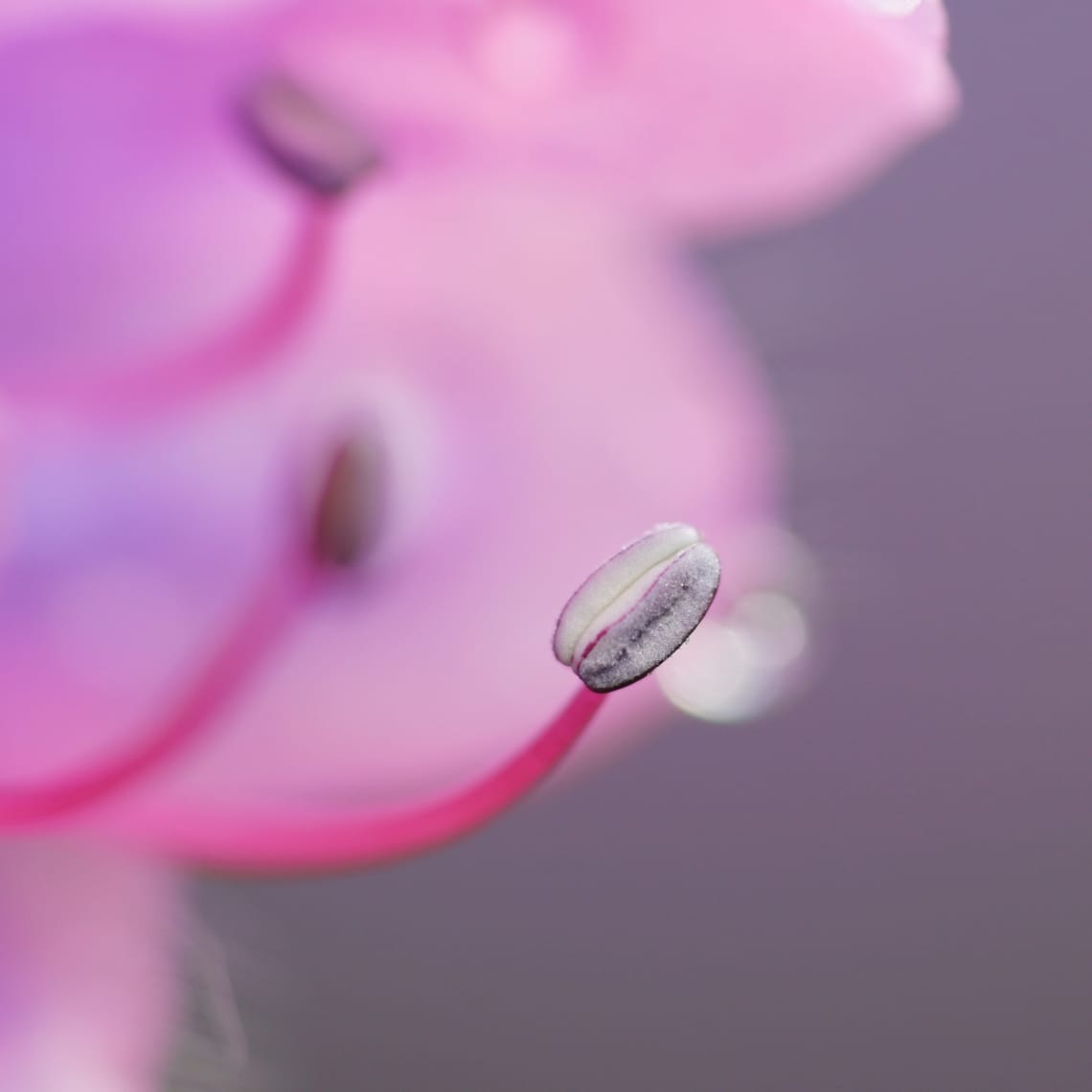 Flower stamen