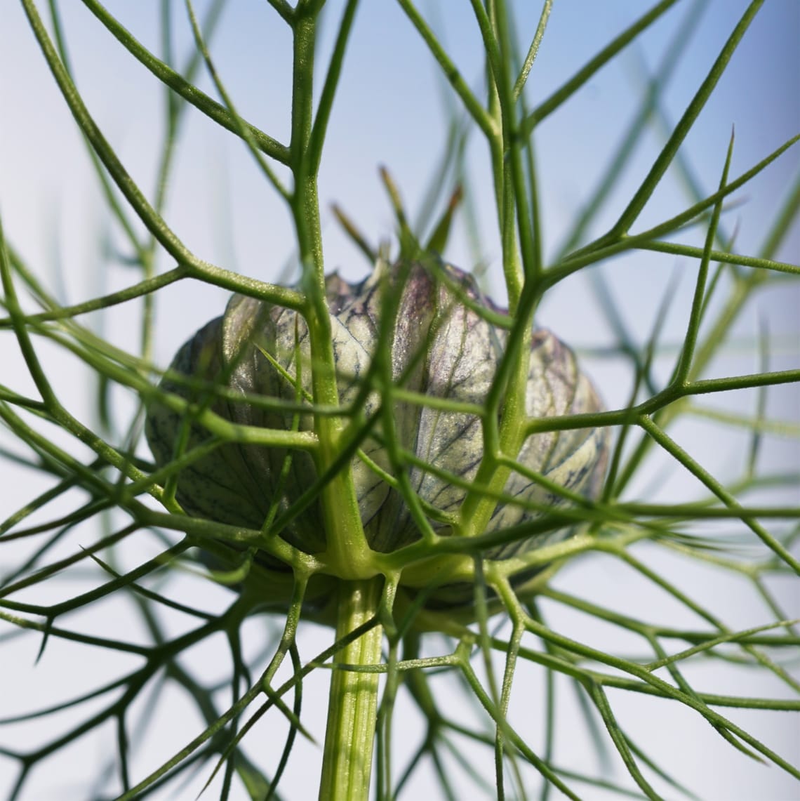 Nigella plant