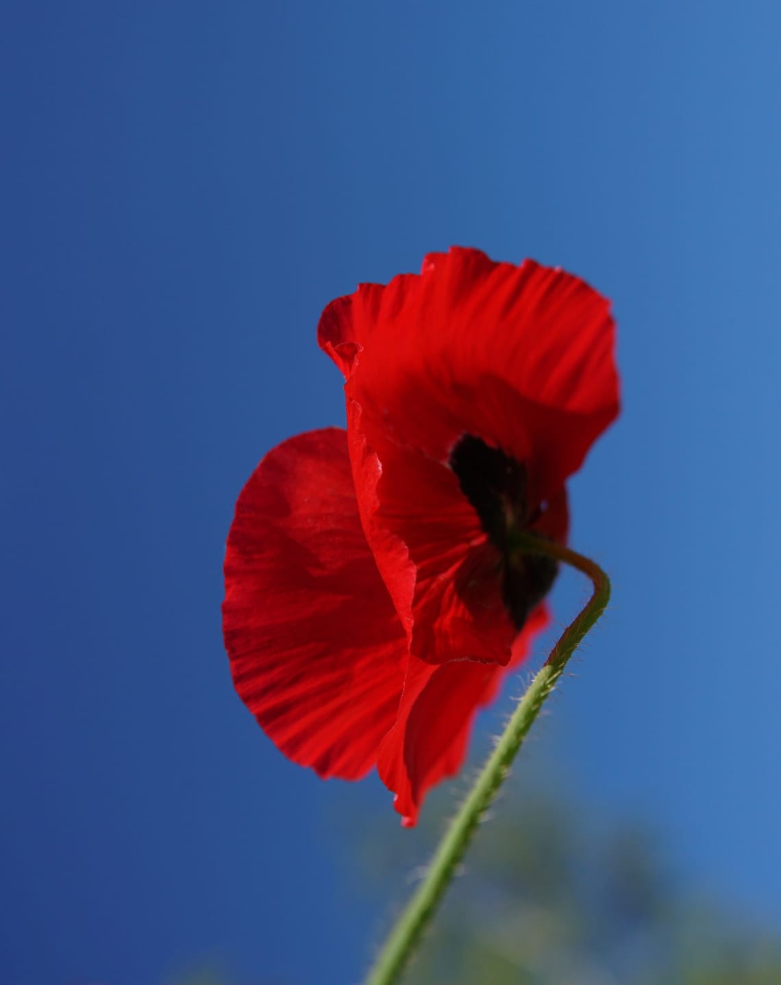 Red poppy