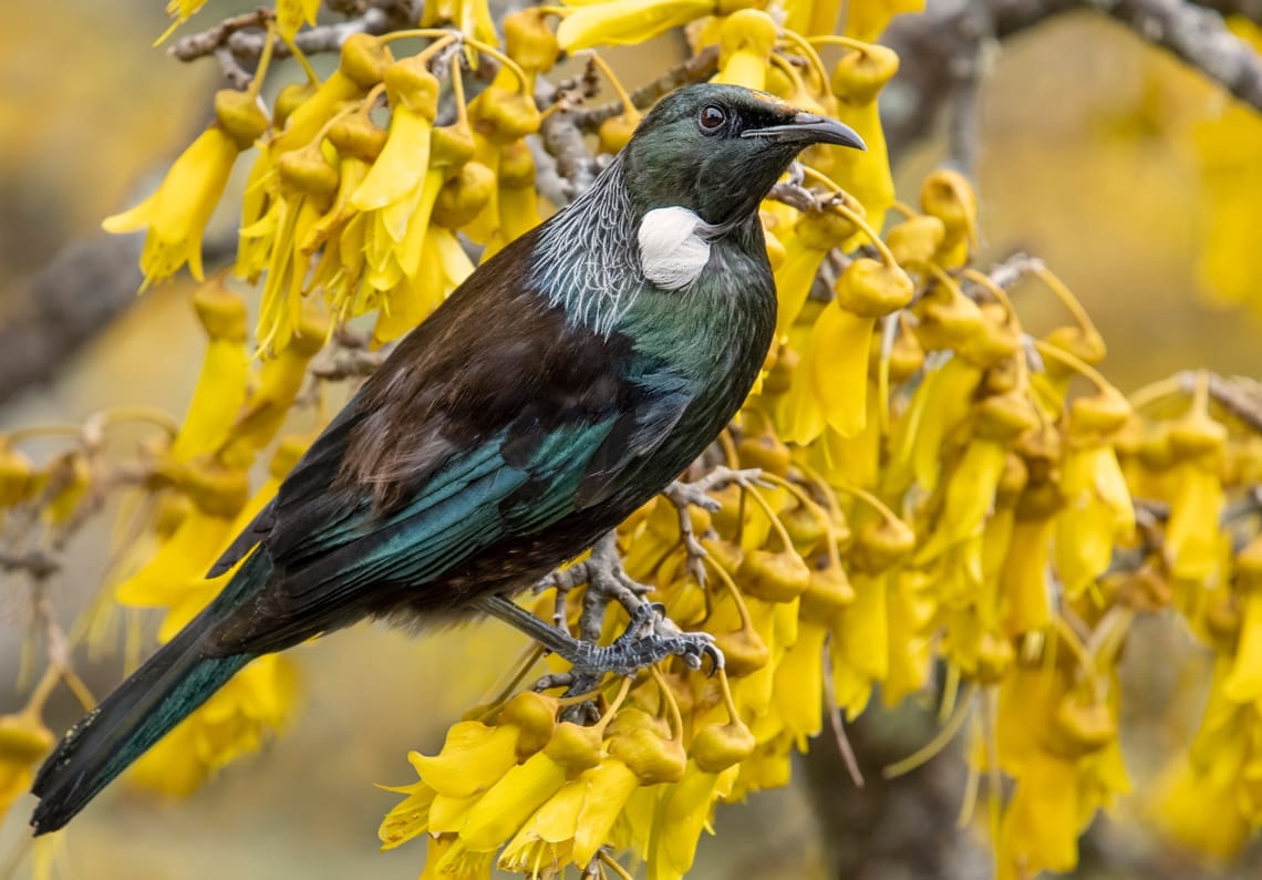 Tūī in Kōwhai