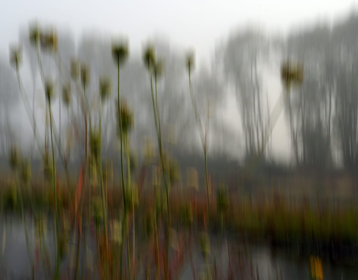 Plants in the mist