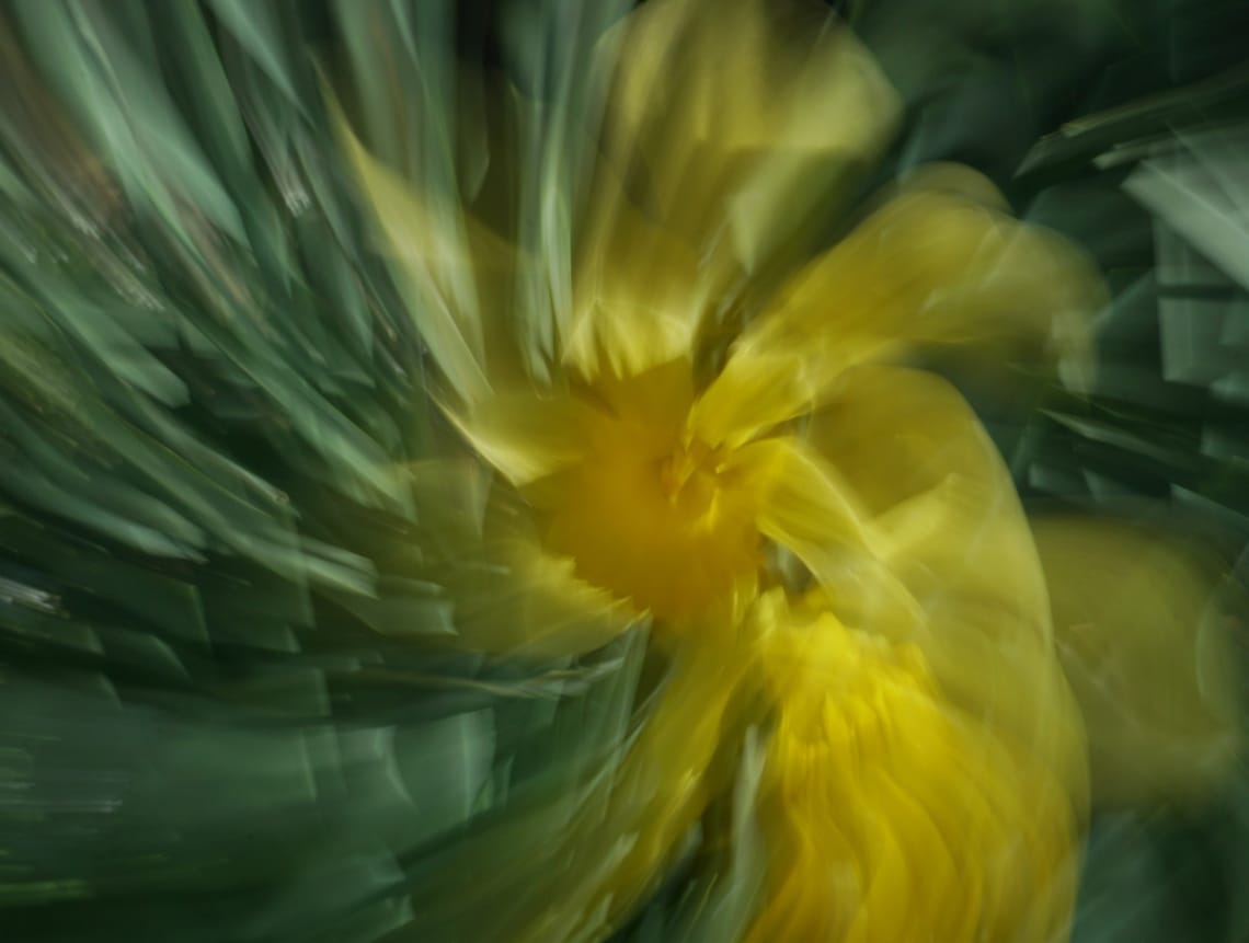 Daffodil ICM