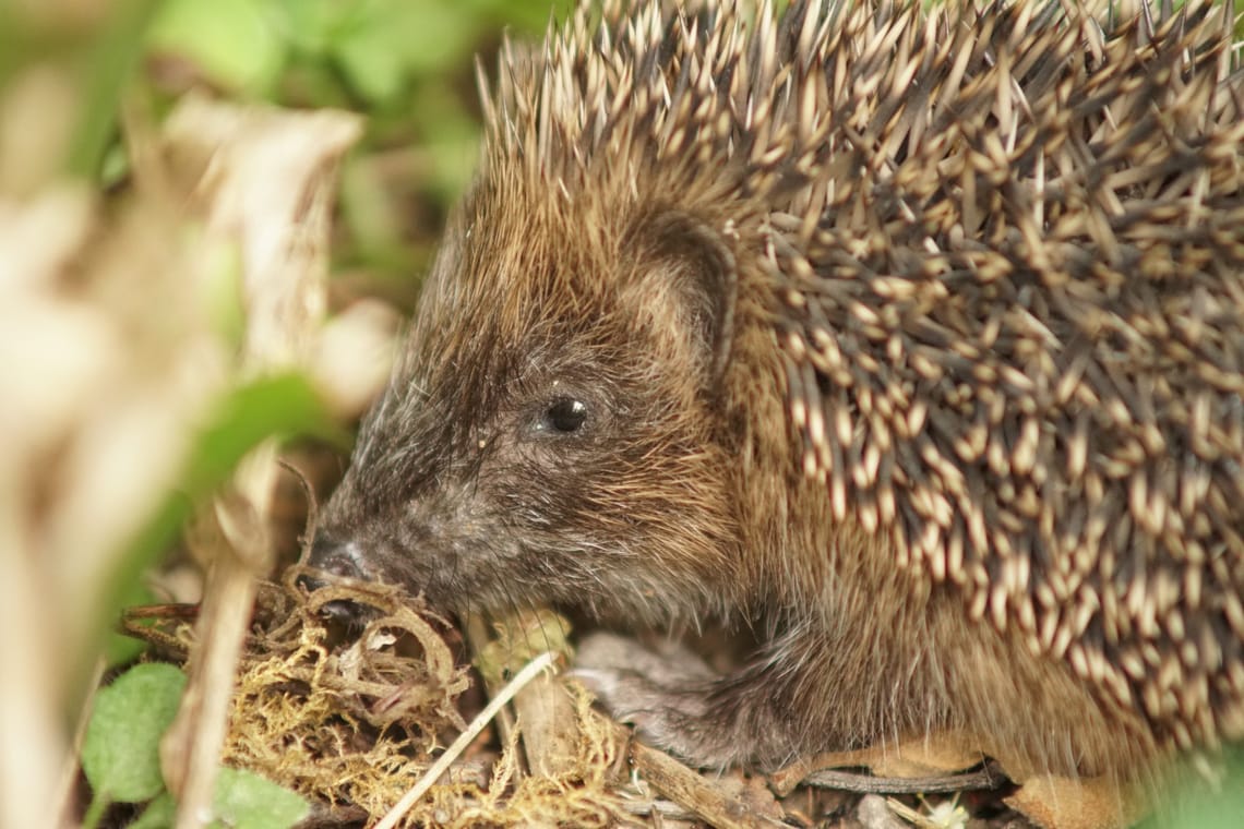 Hedgehog in the garden