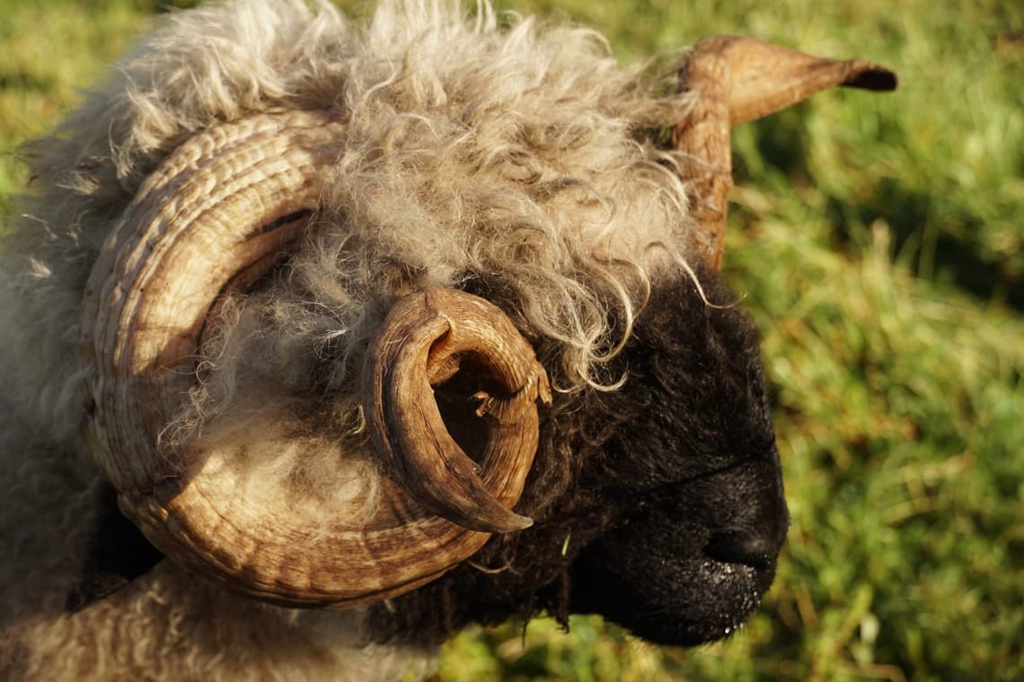 Valais Blacknose Ram