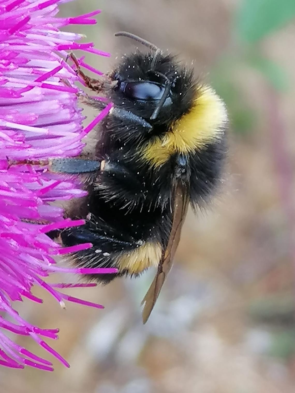 Sleepy bumble bee